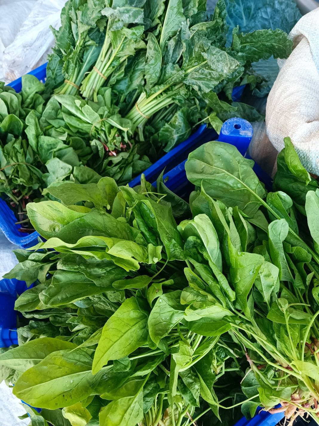 Konya’nın yüzde 100 yerli pazarı 34